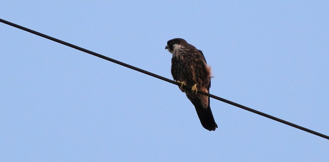 Eleonora`s Falcon