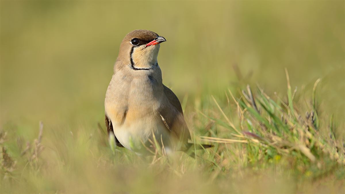 Collared Pratincole