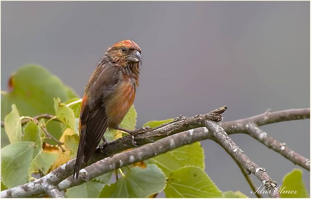Red Crossbill