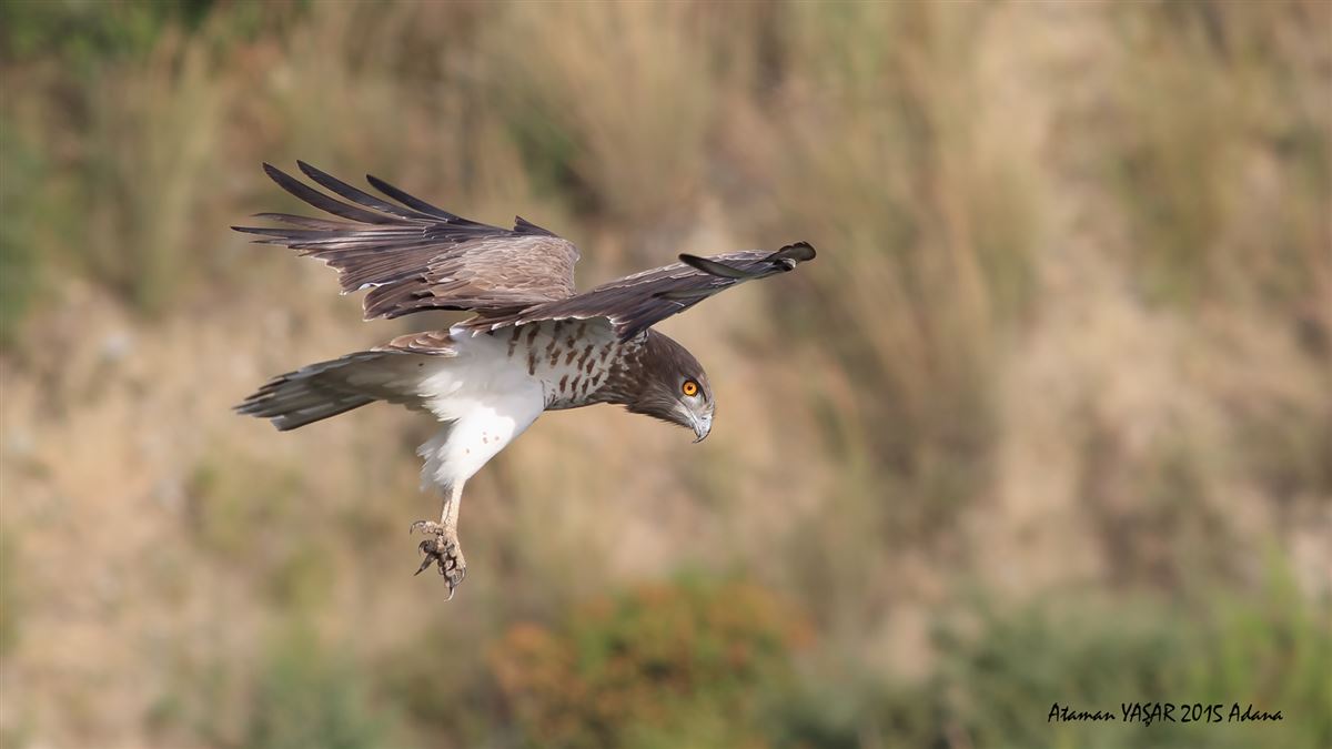 Short-toed Snake Eagle
