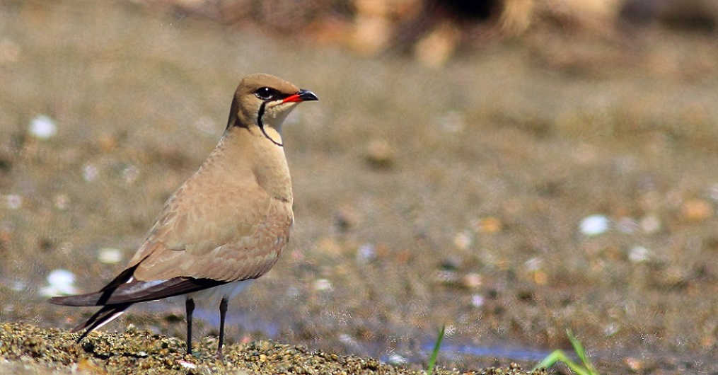 Collared Pratincole