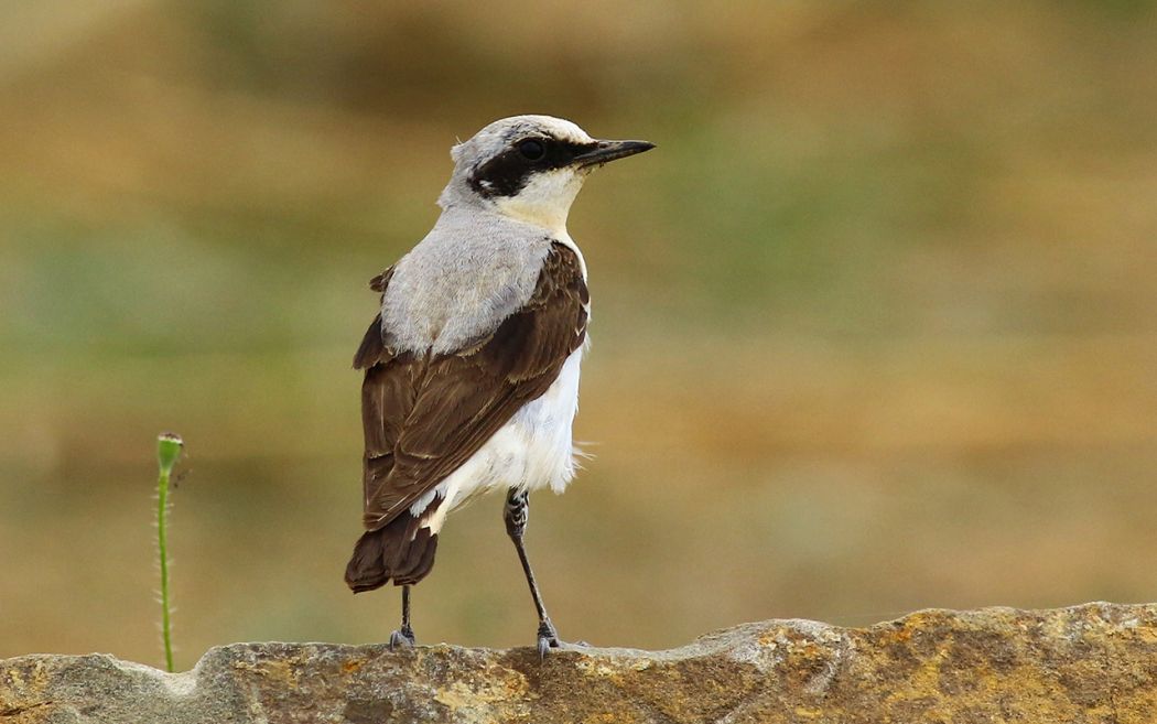 Northern Wheatear