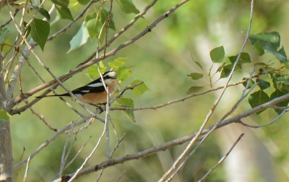 Masked Shrike