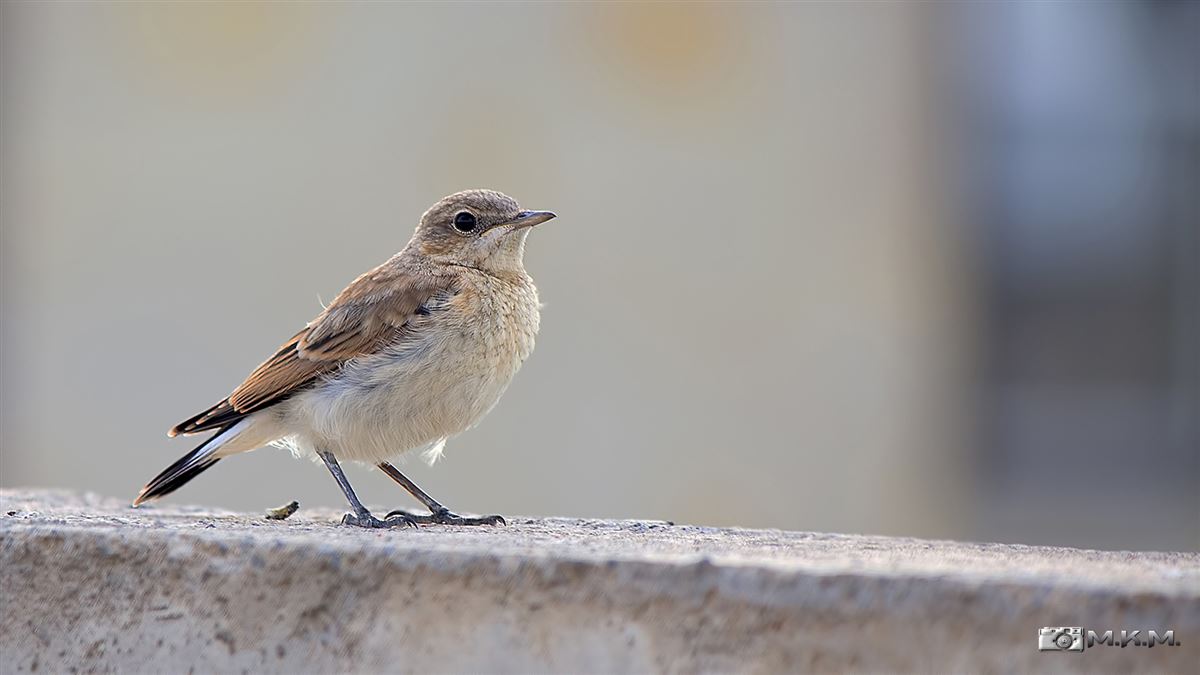 Northern Wheatear