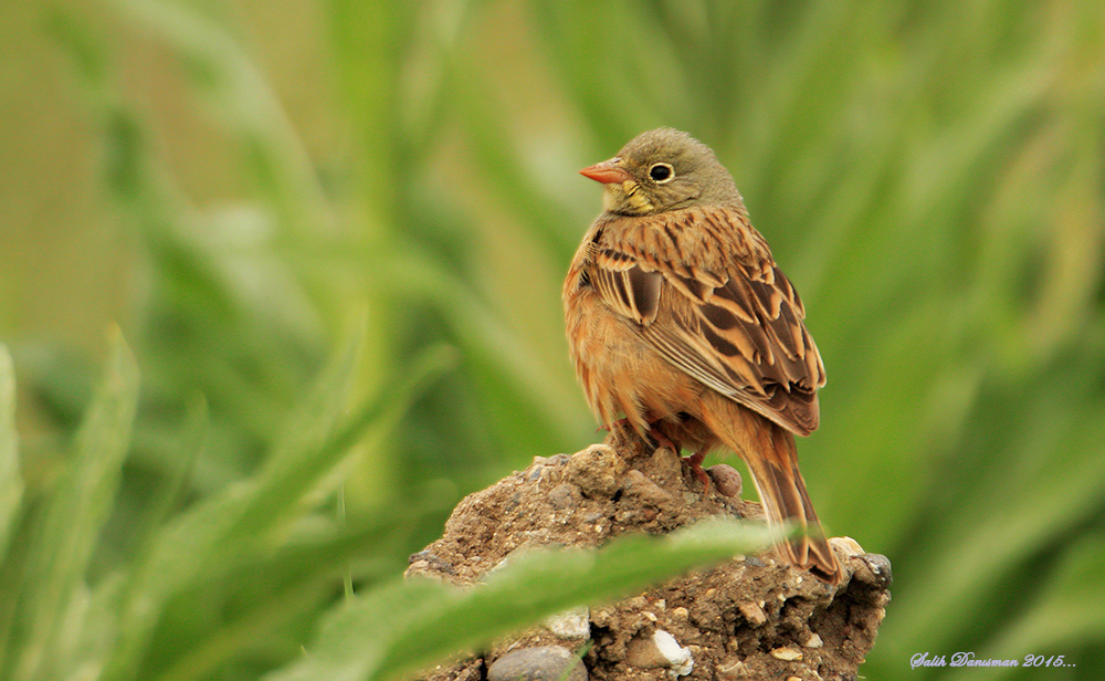 Ortolan Bunting