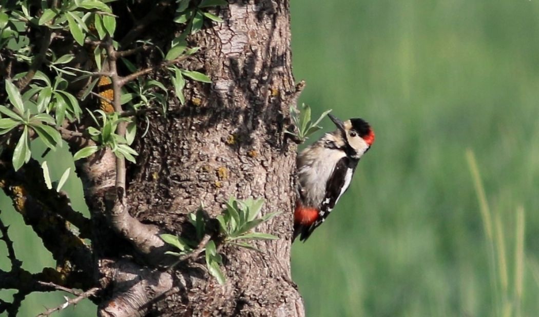 Syrian Woodpecker