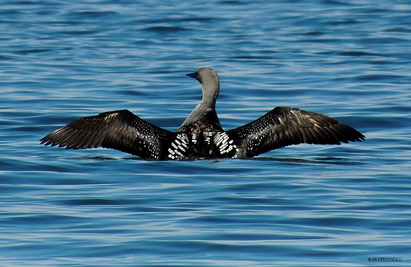 Black-throated Loon