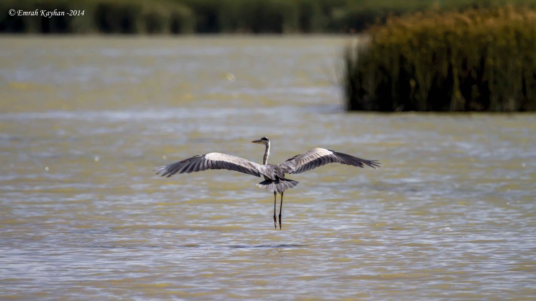 Grey Heron