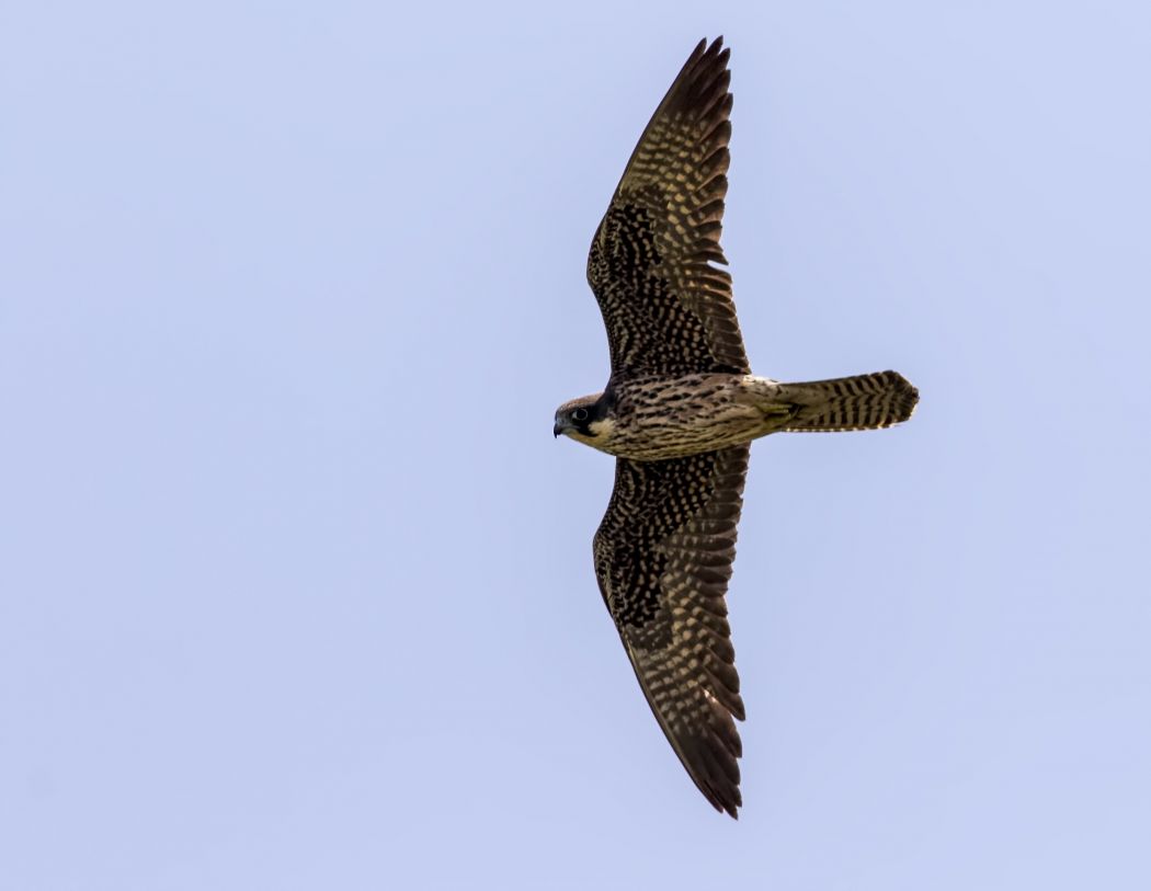 Eleonora`s Falcon