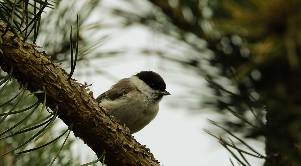 Marsh Tit