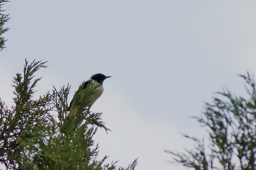Black-eared Wheatear