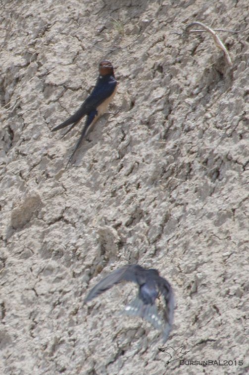 Barn Swallow