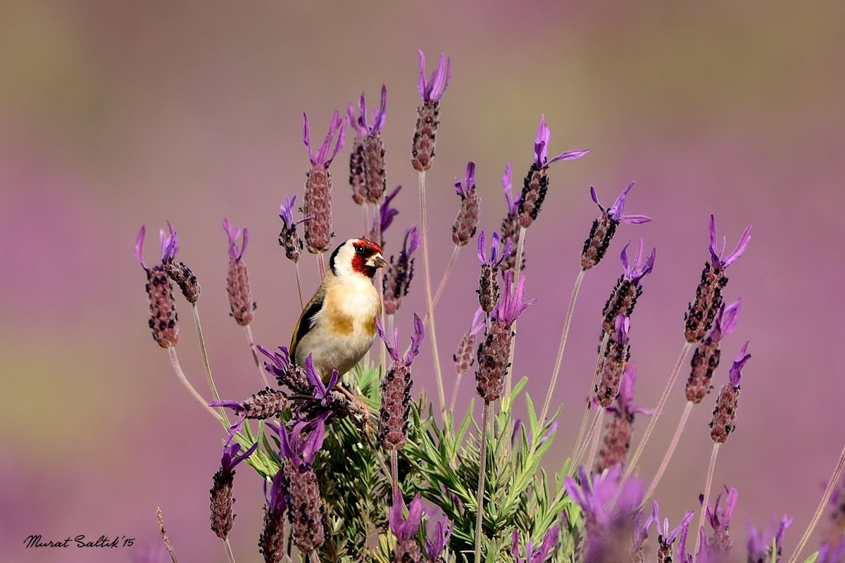 European Goldfinch