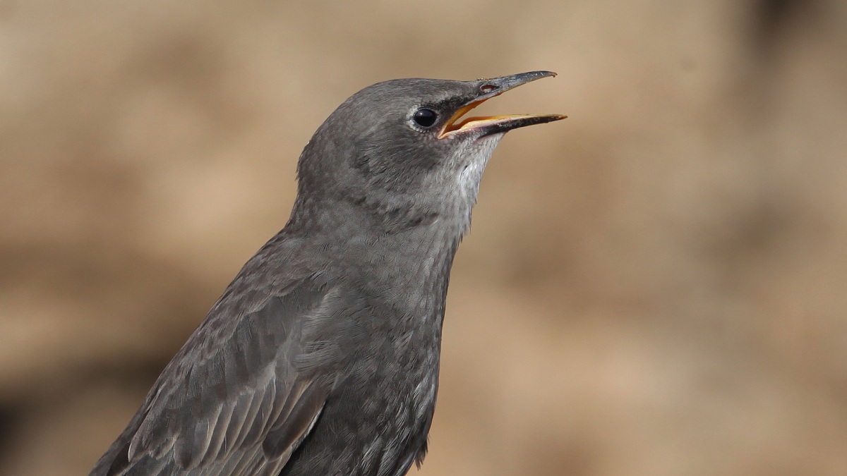 Common Starling