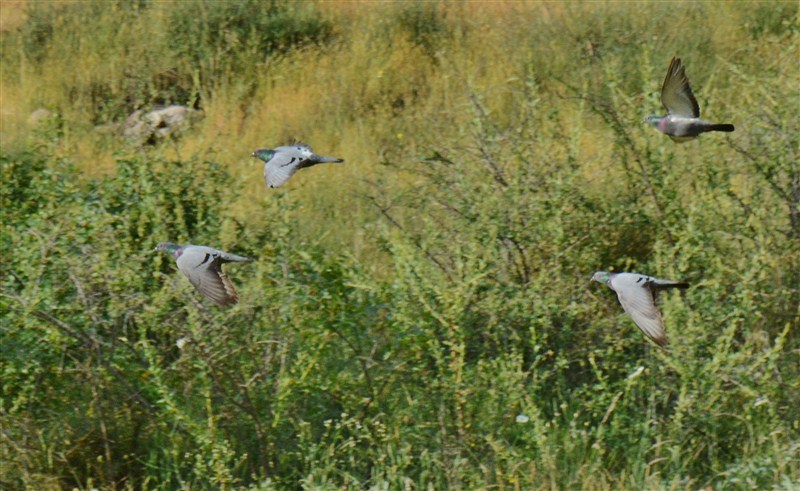 Rock Dove