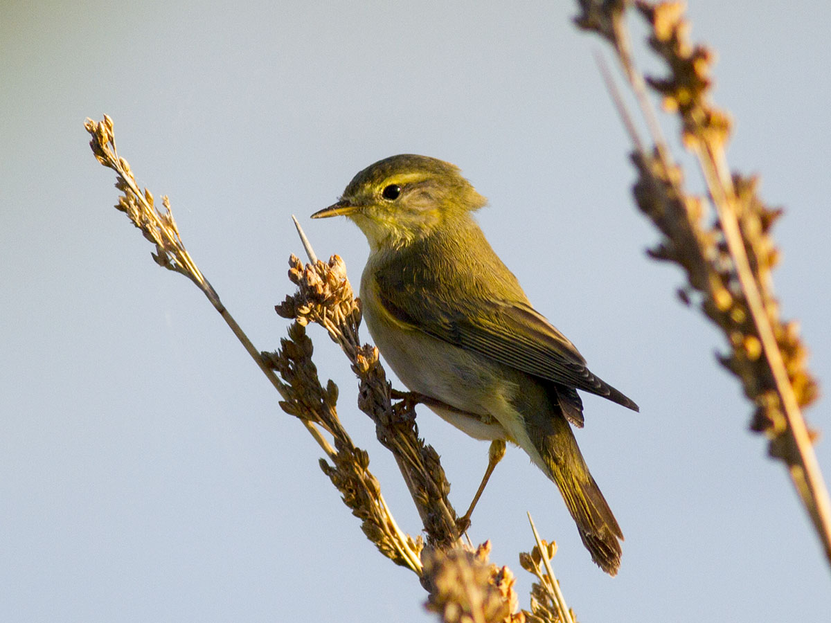 Willow Warbler