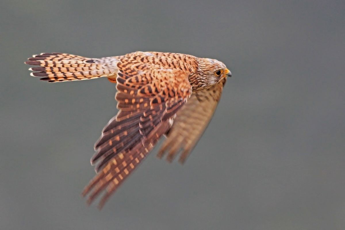 Lesser Kestrel