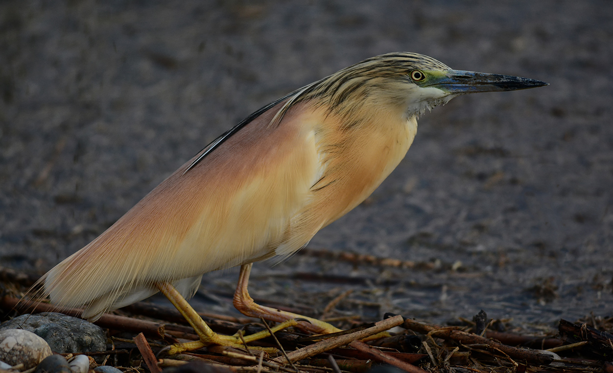 Squacco Heron
