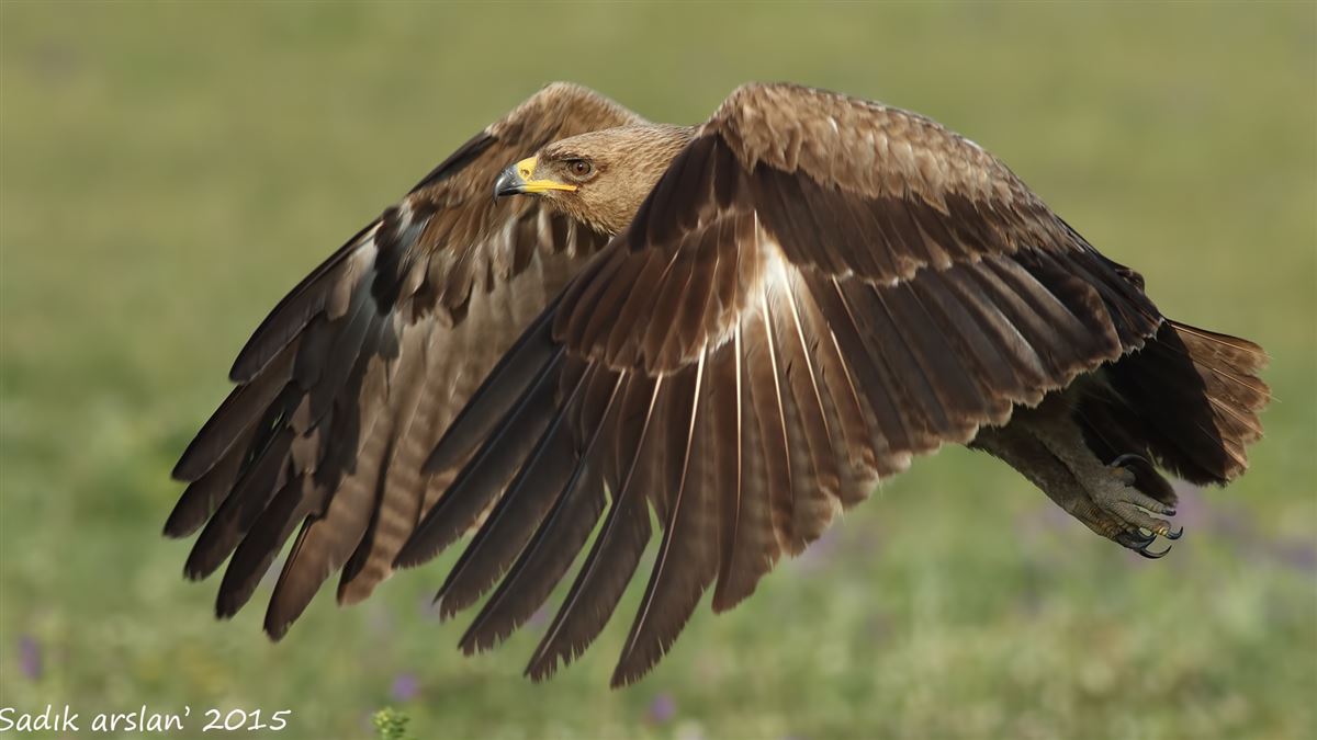 Lesser Spotted Eagle