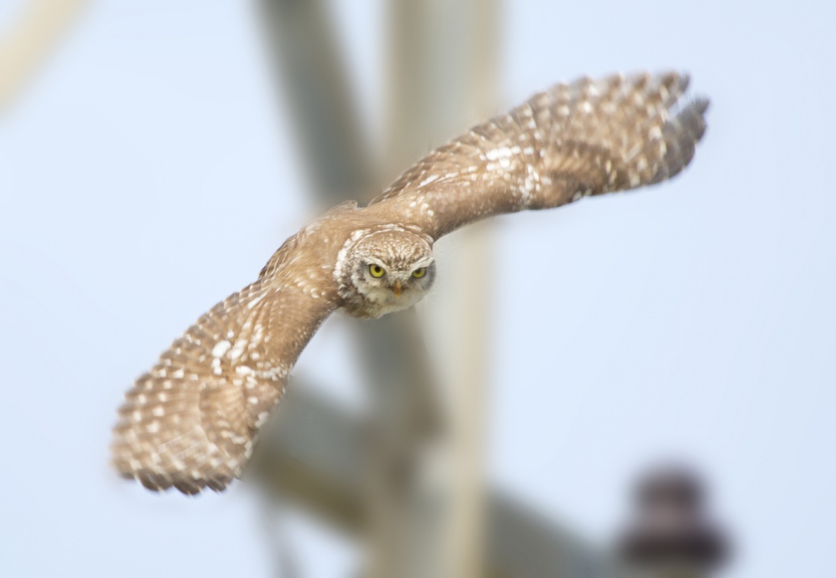 Little Owl