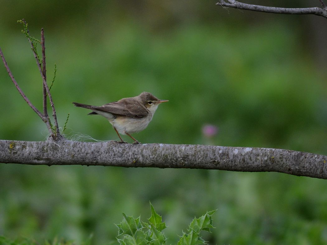 Eastern Olivaceous Warbler
