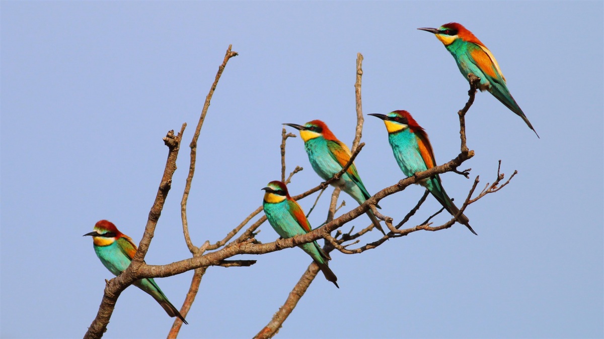 European Bee-eater