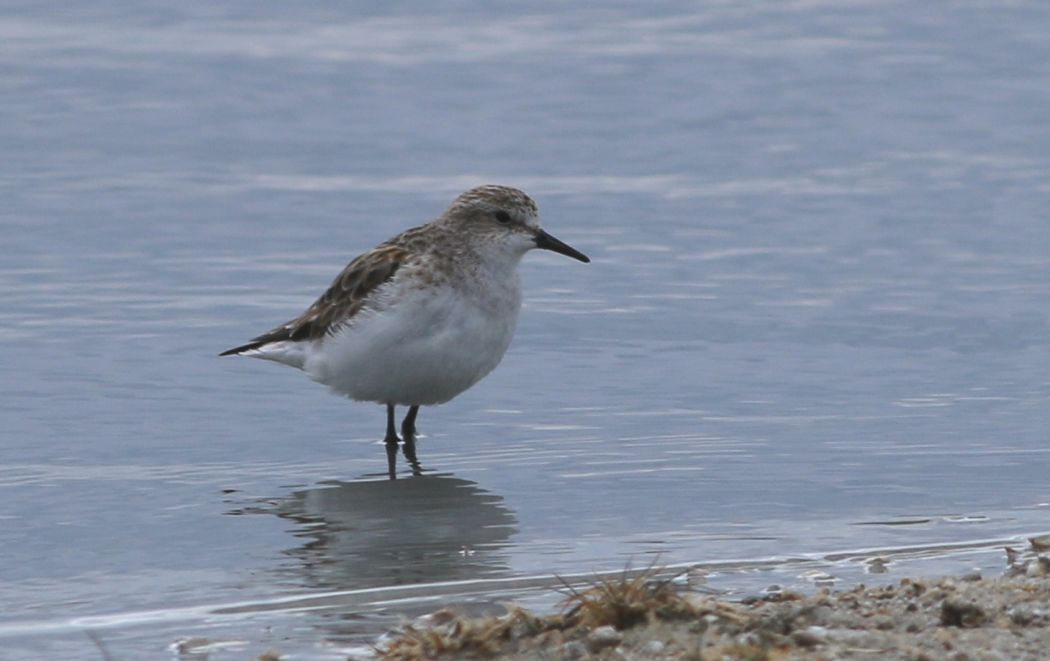 Little Stint