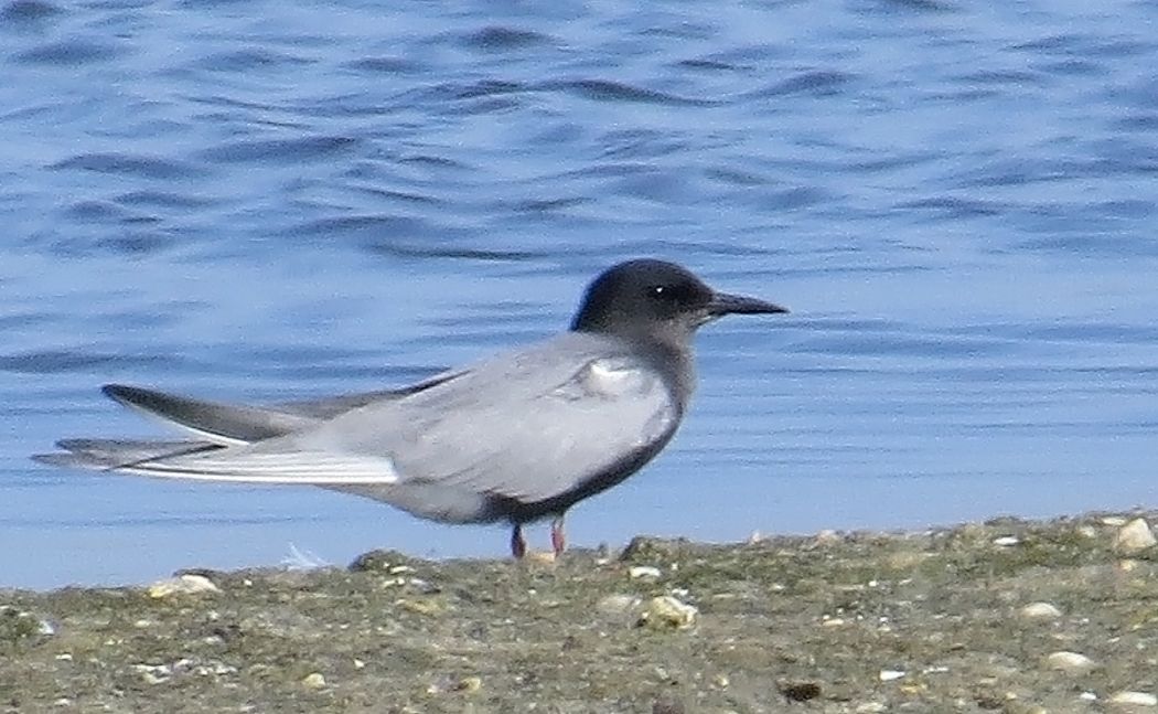 Black Tern