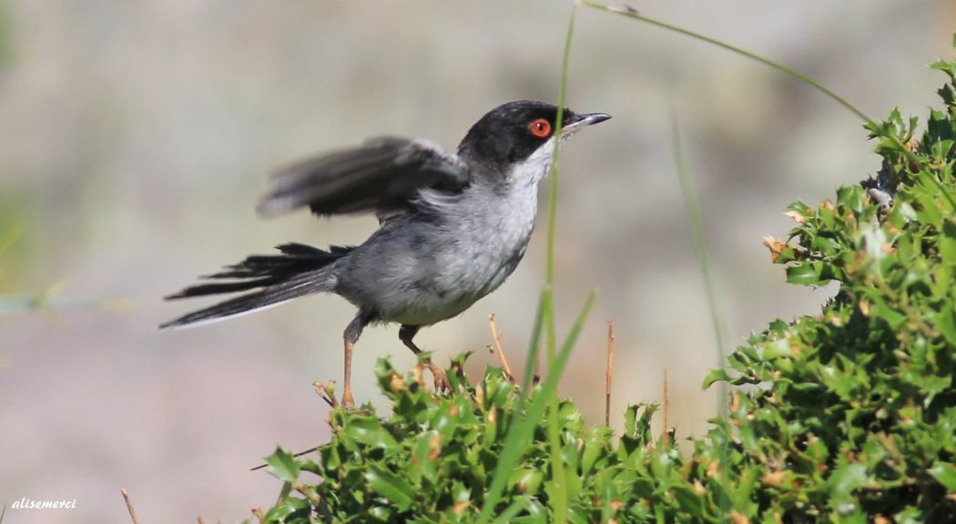 Sardinian Warbler