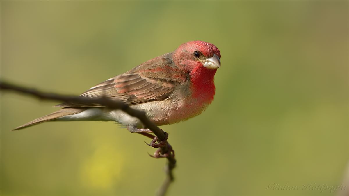 Common Rosefinch