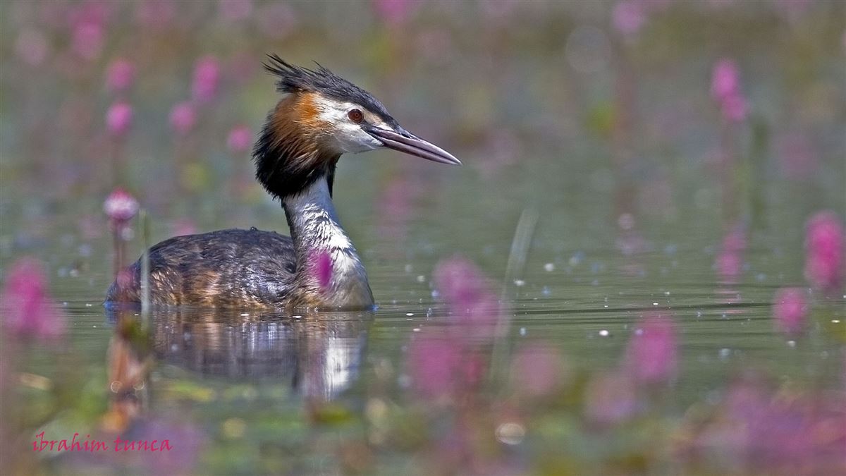Great Crested Grebe