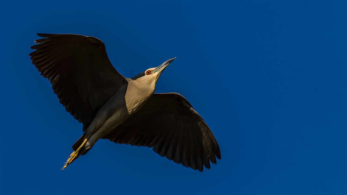 Black-crowned Night Heron