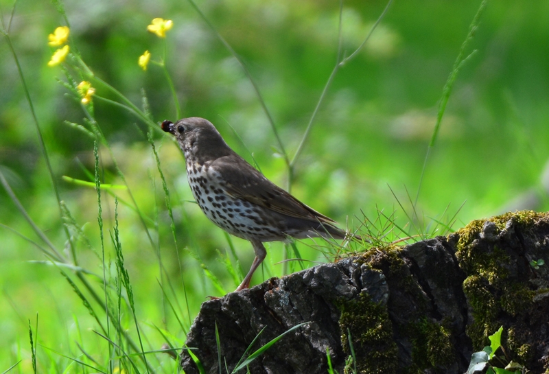 Song Thrush