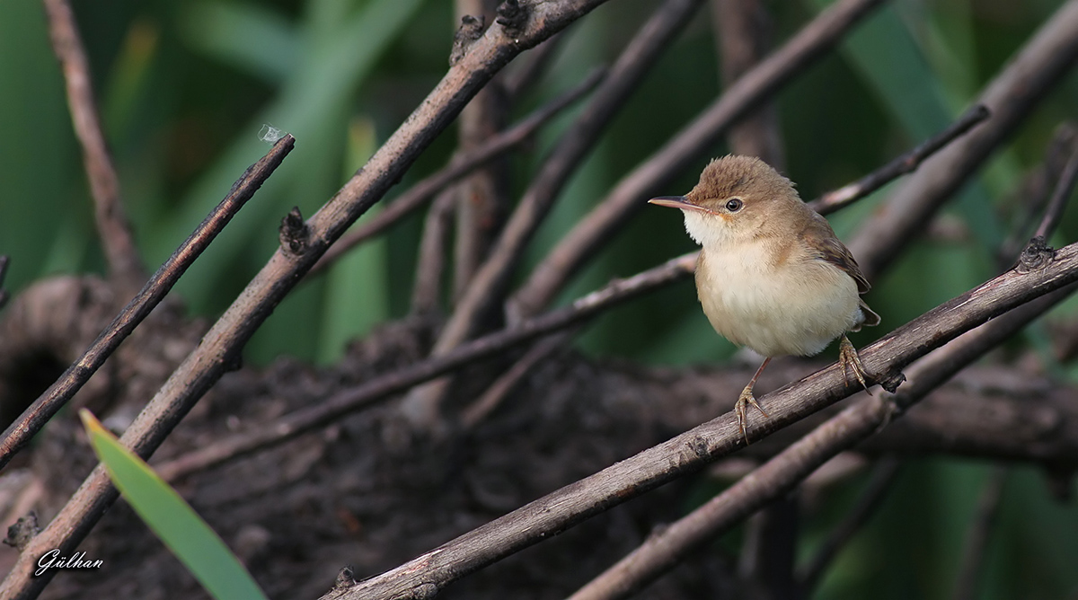 Marsh Warbler