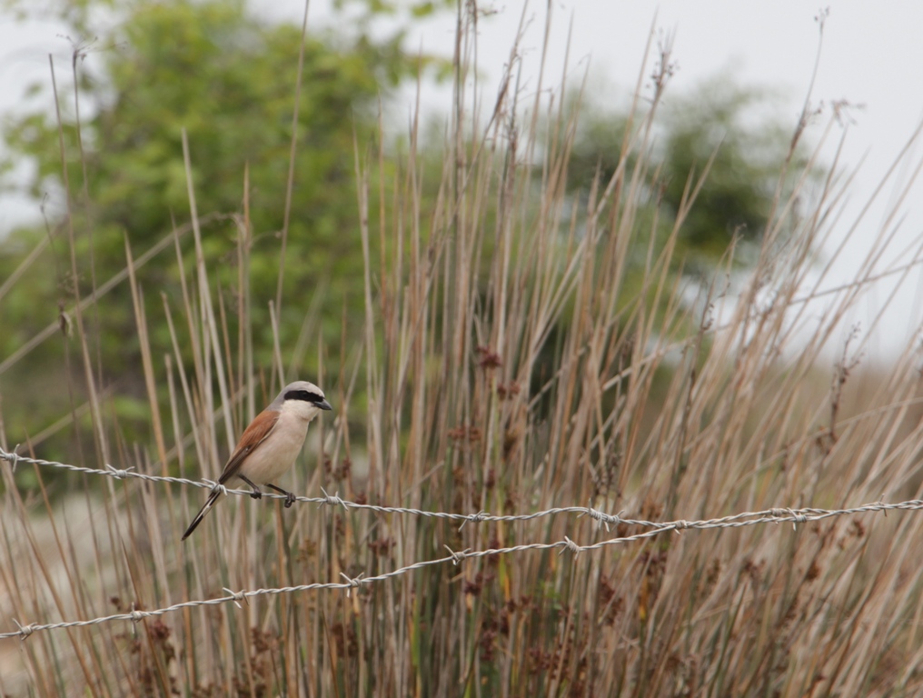 Red-backed Shrike