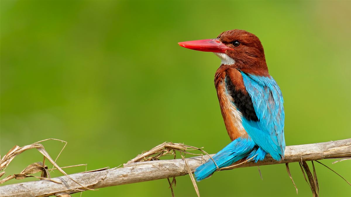 White-throated Kingfisher