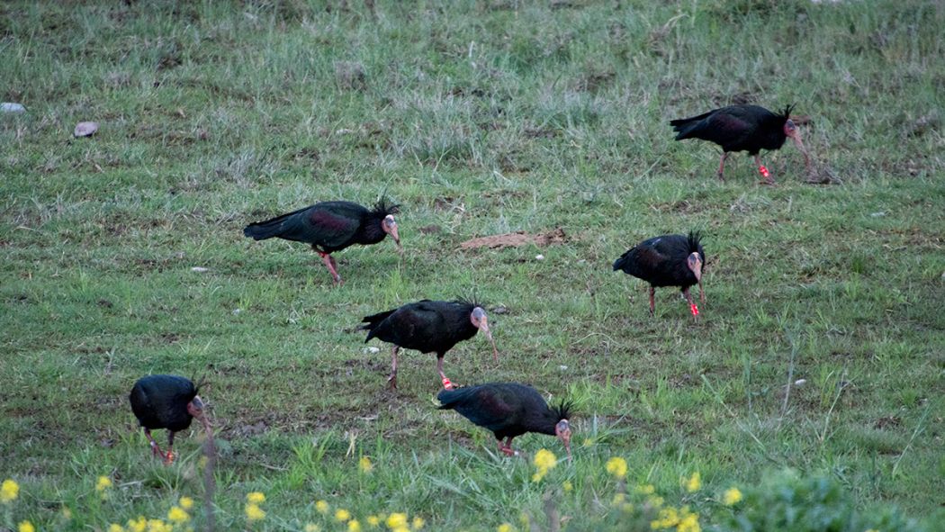 Northern Bald Ibis
