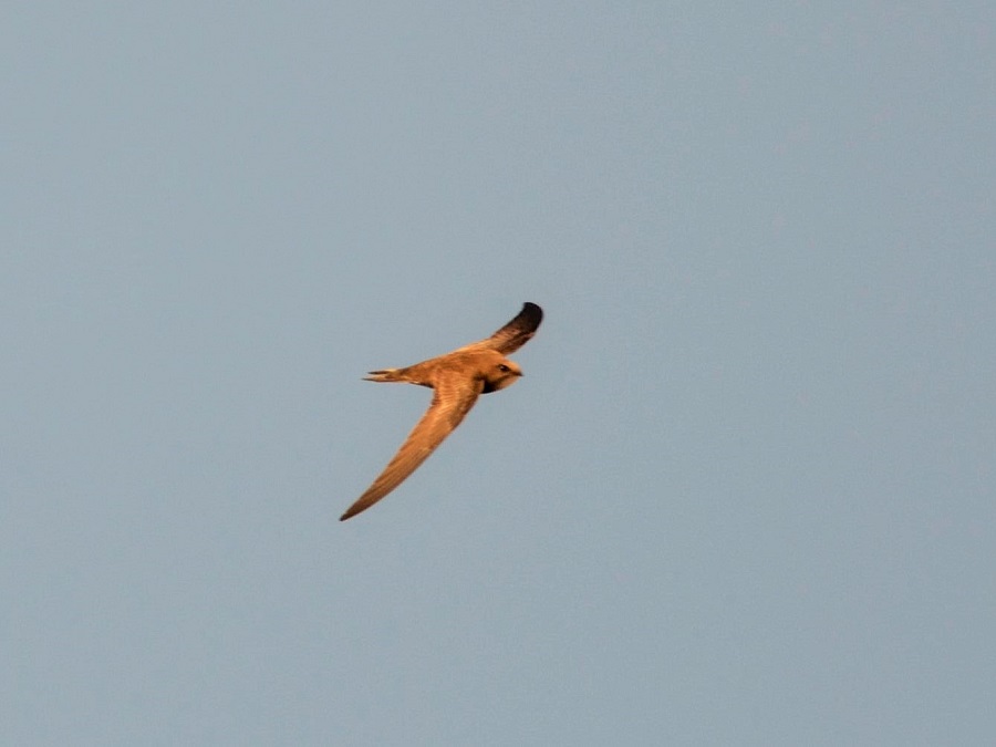 Common Swift