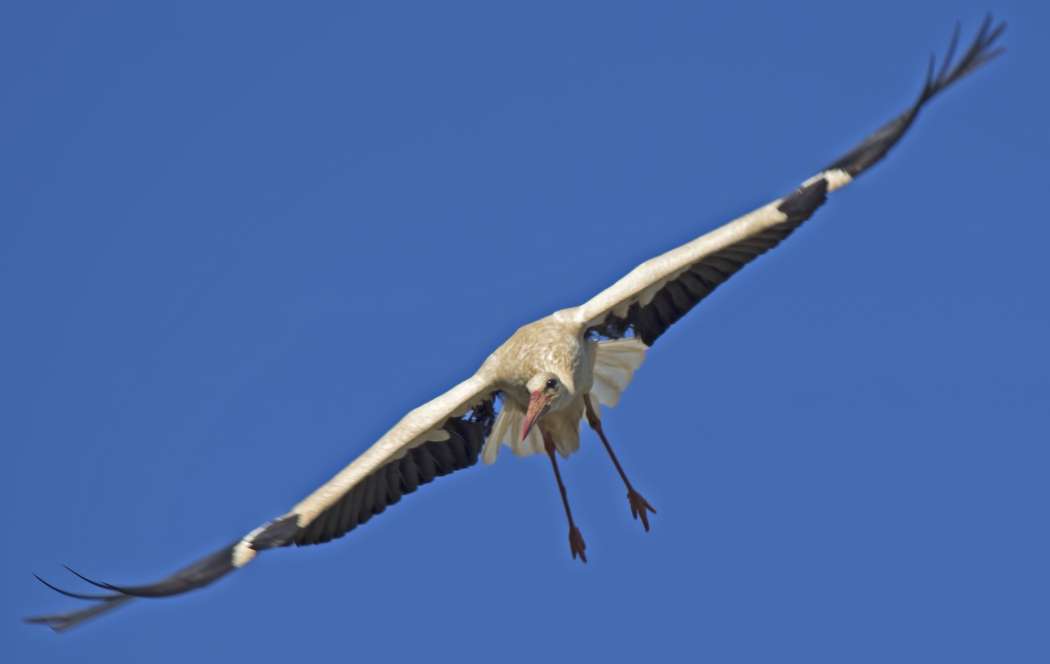 White Stork