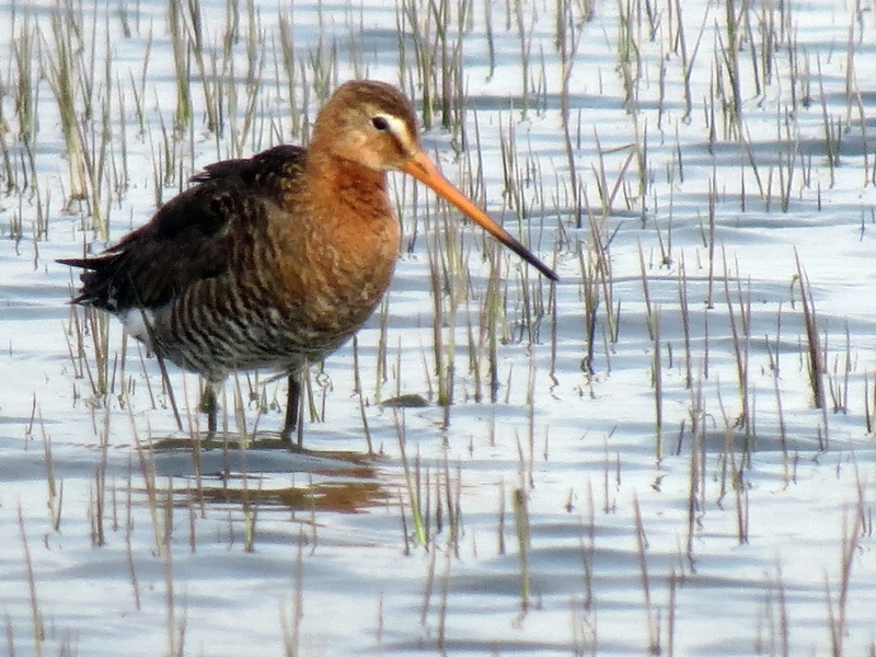 Black-tailed Godwit