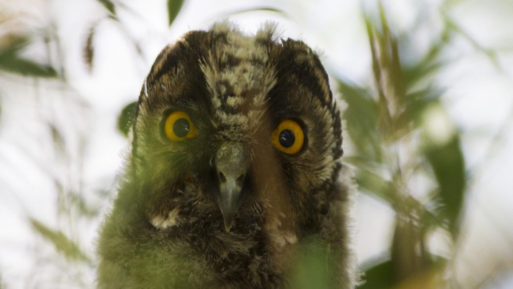 Long-eared Owl