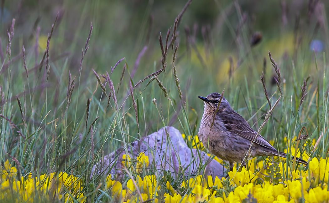 Water Pipit