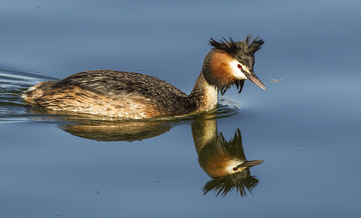Great Crested Grebe
