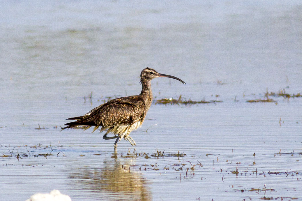 Eurasian Whimbrel