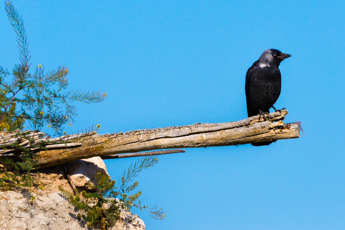 Western Jackdaw