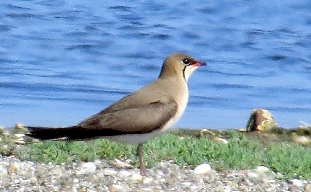 Collared Pratincole