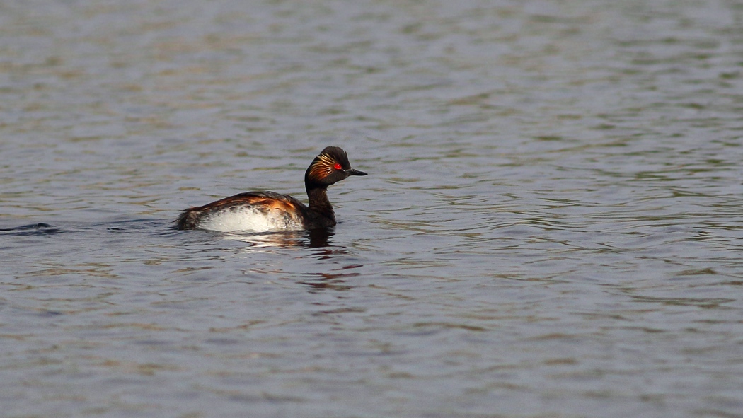Black-necked Grebe