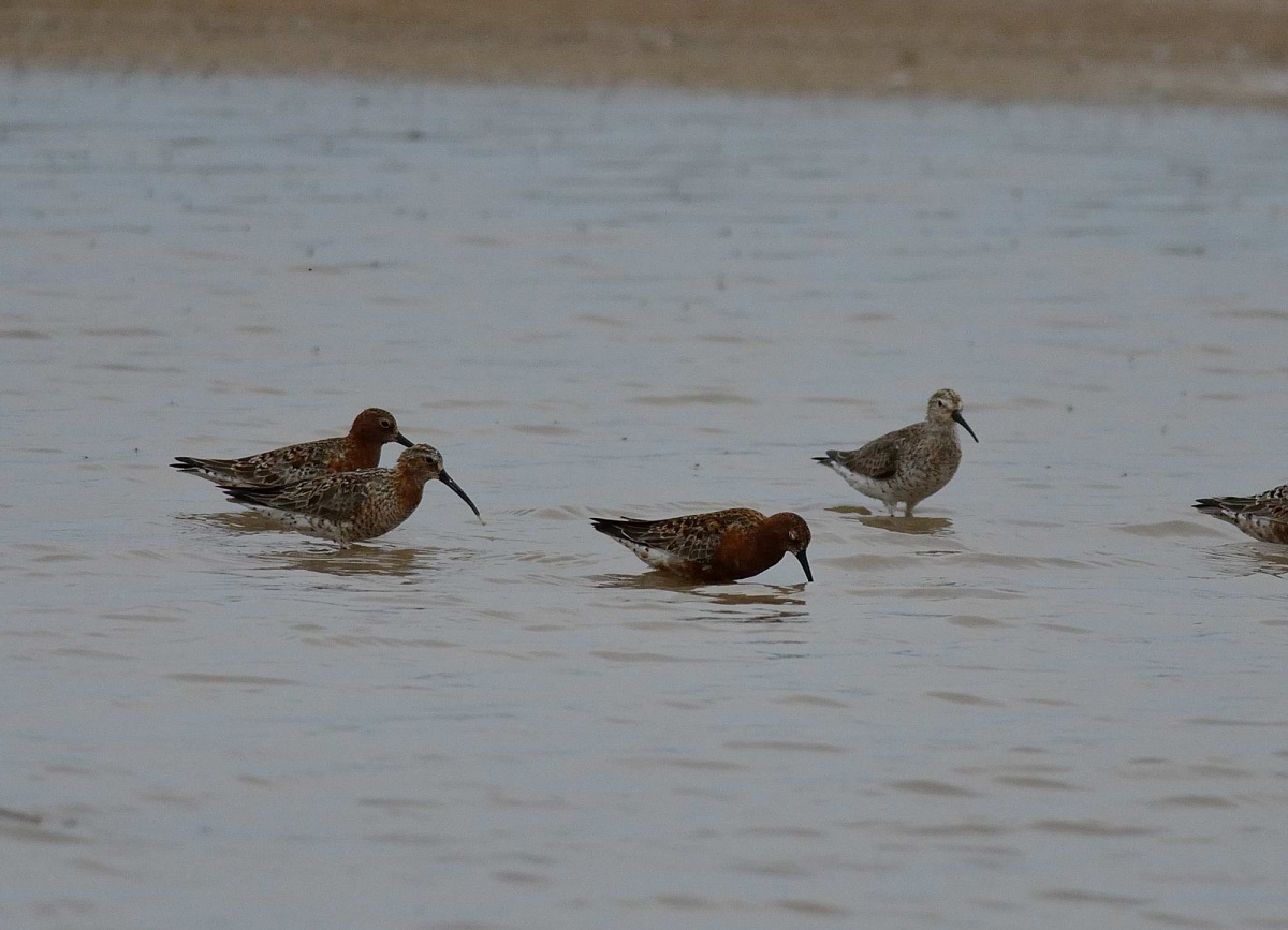 Curlew Sandpiper