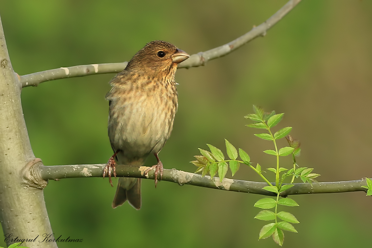 Common Rosefinch