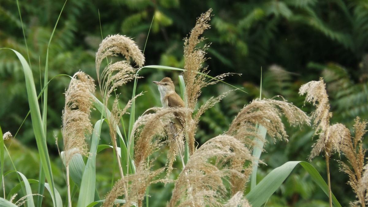 Great Reed Warbler